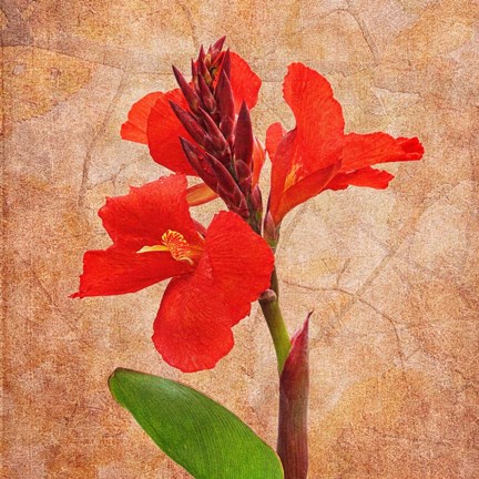 Framed Fantasy in Red I Print