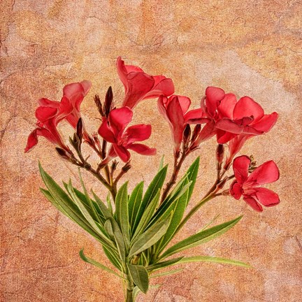 Framed Fantasy in Red II Print