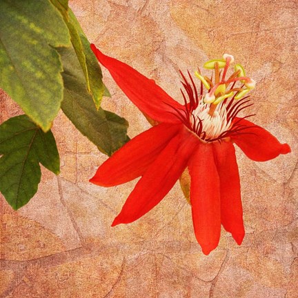 Framed Fantasy in Red III Print