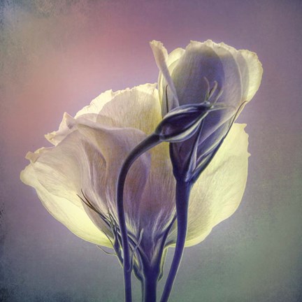 Framed Beautiful Morning Print