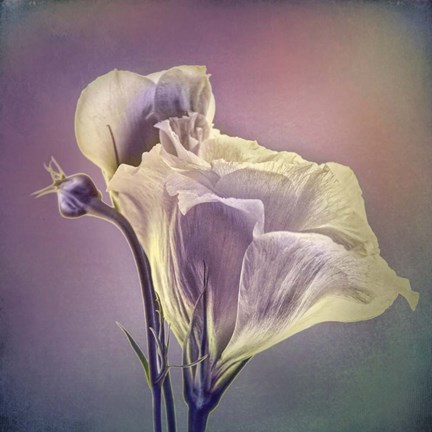 Framed Greet the Day A Print