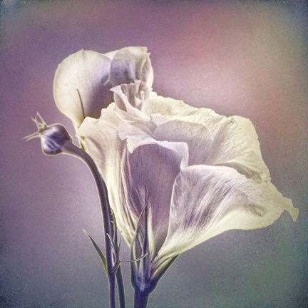 Framed Greet the Day B Print