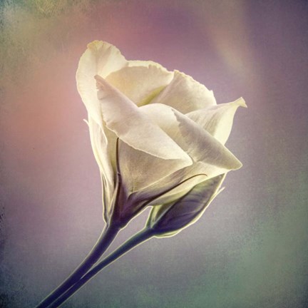 Framed Flowering Into Light A Print