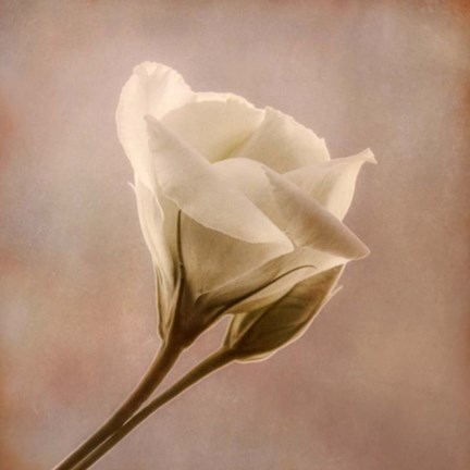 Framed Flowering Into Light B Print