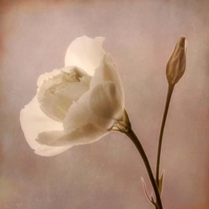 Framed Gentle Glow Print