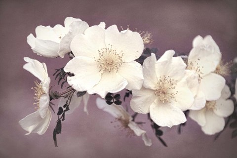 Framed Gentle Heritage Print