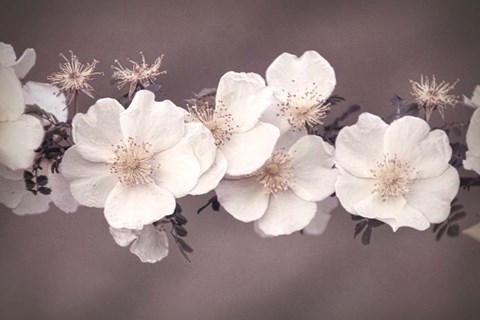 Framed In Antiquity Print