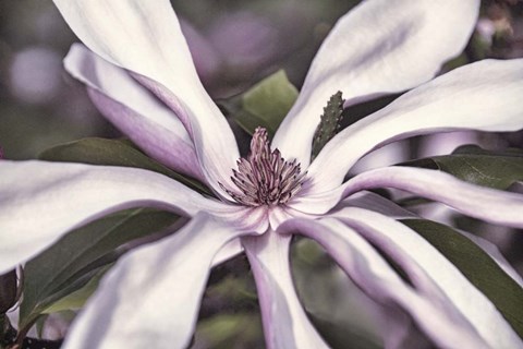 Framed Relaxed and Radiant Print