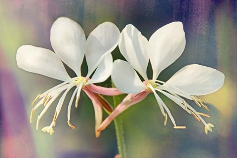 Framed Floral Palette I Print