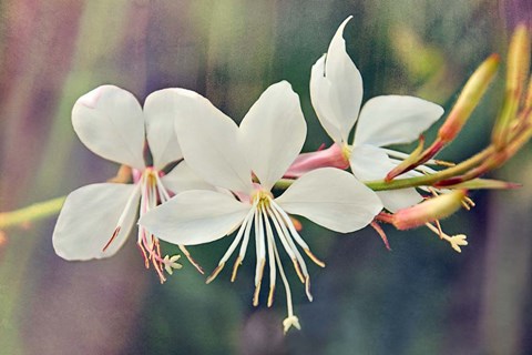 Framed Floral Palette II Print