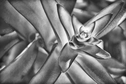 Framed Sensual Succulant I Print