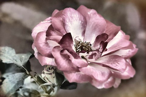 Framed Rosy Disposition I Print