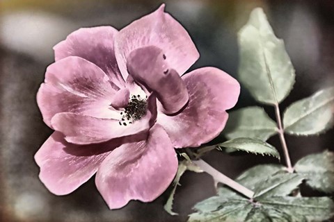 Framed Rosy Disposition II Print