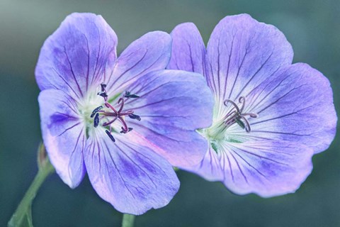 Framed Sunny Blooms A Print