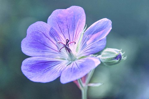 Framed Sunny Blossom B Print