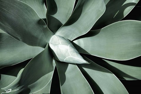 Framed New Growth A Print