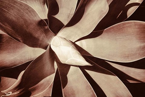 Framed New Growth B Print