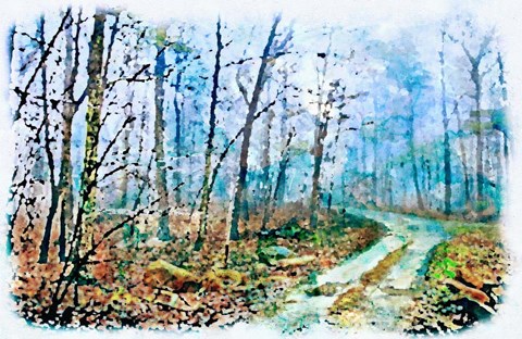 Framed Jungle Journey The Road? Print