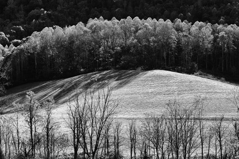 Framed NC Trees 1 Print