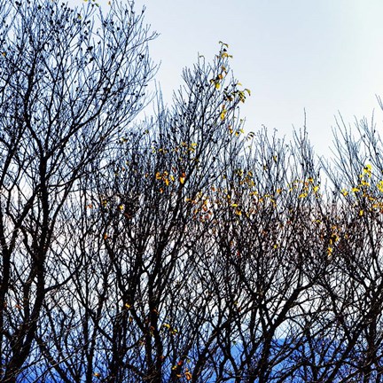 Framed Tree Against Sunset B Print