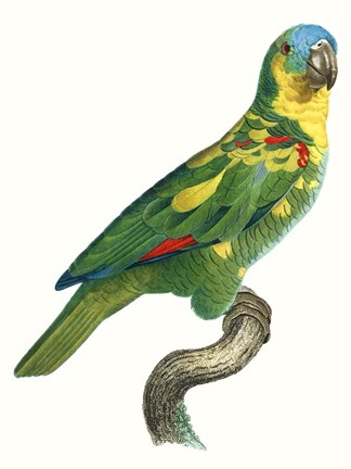 Framed Parrot of the Tropics II Print