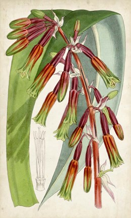 Framed Tropical Gems I Print