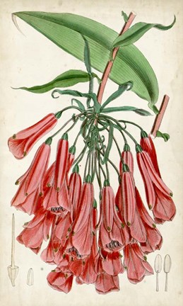 Framed Tropical Gems II Print