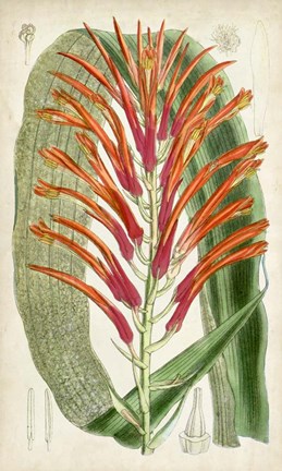 Framed Tropical Gems VI Print