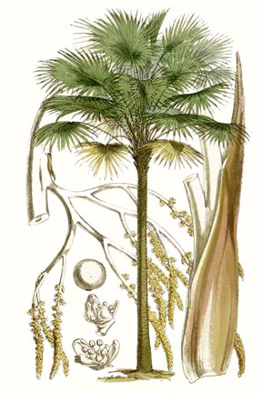 Framed Curtis Palms I Print