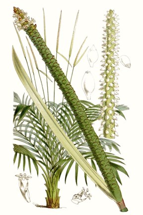 Framed Curtis Palms III Print