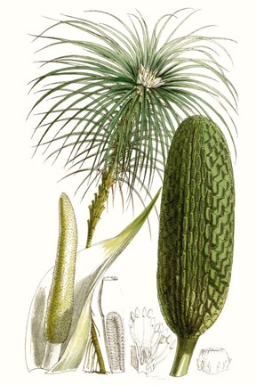 Framed Curtis Palms IV Print