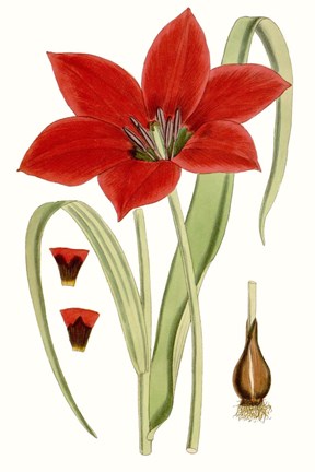 Framed Curtis Tulips IV Print