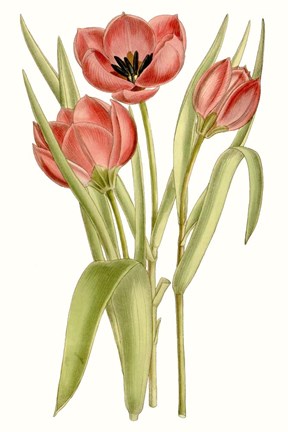 Framed Curtis Tulips VII Print