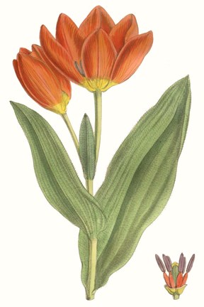 Framed Curtis Tulips IX Print