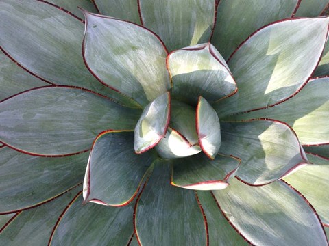 Framed Delicate Succulant Print