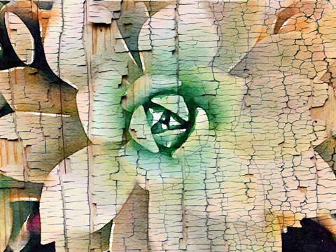 Framed Succulent on Wood Print