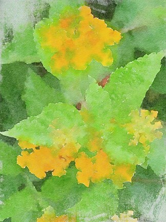 Framed Yellow Flowers 1 Print