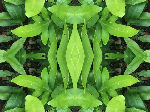 Framed Natural Pattern 46 Print