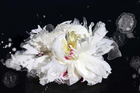 Framed Breathless Print