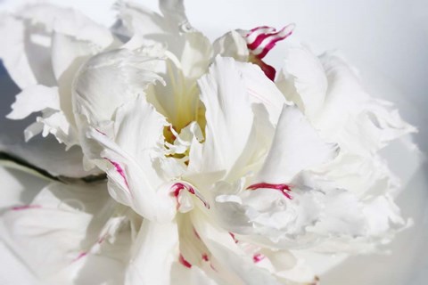 Framed Breathless 11 Print