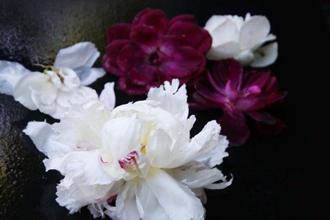 Framed Breathless 12 Print