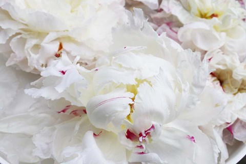 Framed Breathless 17 Print