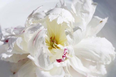 Framed Breathless 18 Print