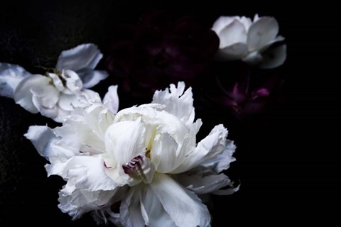 Framed Breathless 19 Print