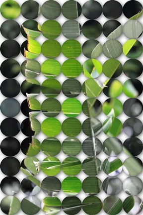 Framed Nature Geometric  27 Print