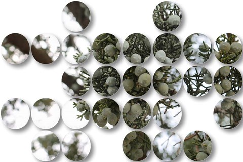 Framed Nature Geometric  30 Print