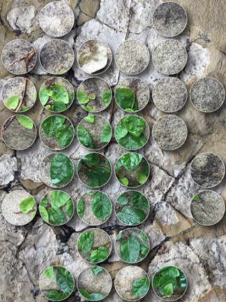 Framed Nature Geometric  32 Print