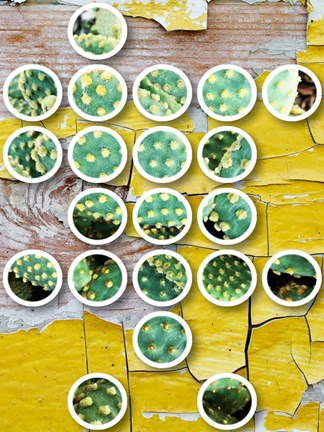 Framed Nature Geometric  33 Print