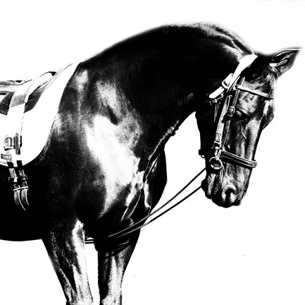 Framed Black Horse Print