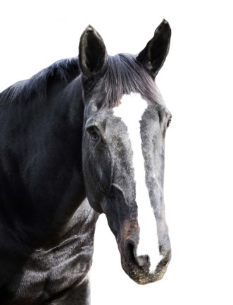 Framed Gray Horse Print